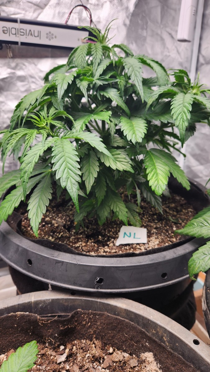 16770172254375145259914313988476