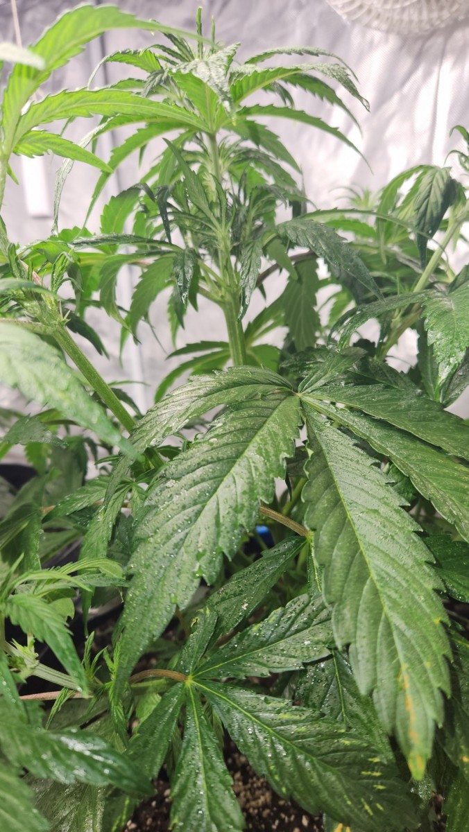 16770176160262920564012039920701