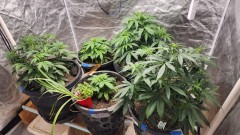 16772607947036110604671165873623