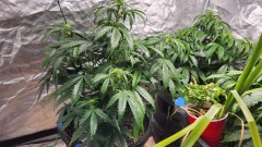 16775361361749075662415541443745