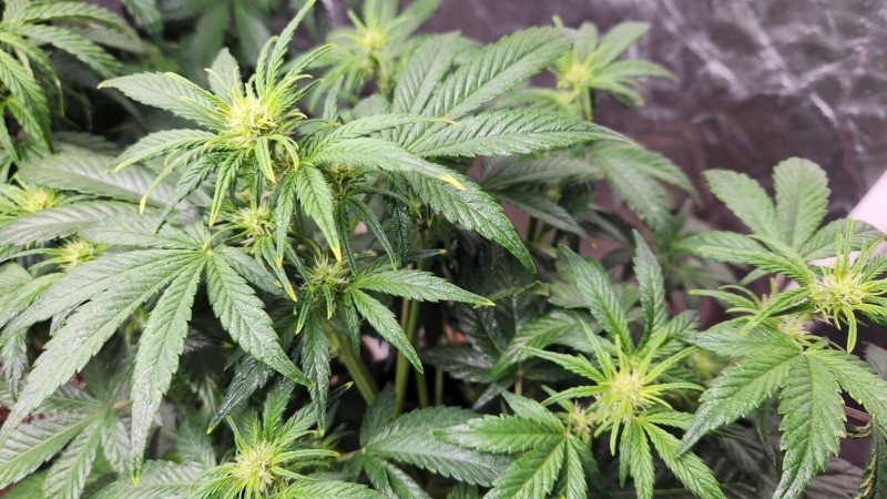 16775361784873861483329659633066