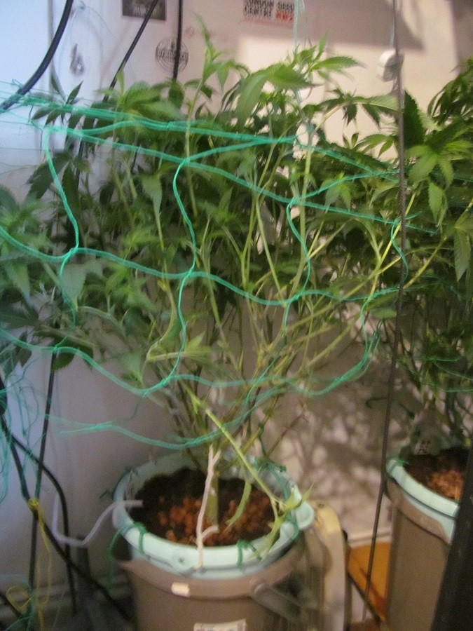 10 days bloom (5)