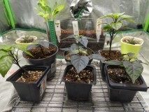 16778596360024992986361508341267