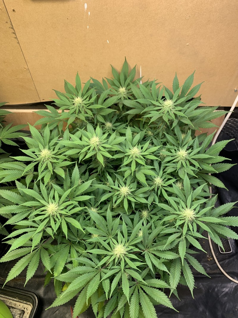 B0A54EC6-5EC0-48E9-A60D-0DC2B226737C