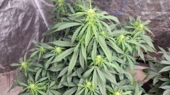 1678137312065296174148543320443