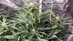 16781375583743675046672186371194