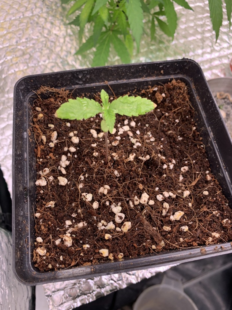 6D0D2E15-CCC0-4728-B429-15FC6AA78DDF