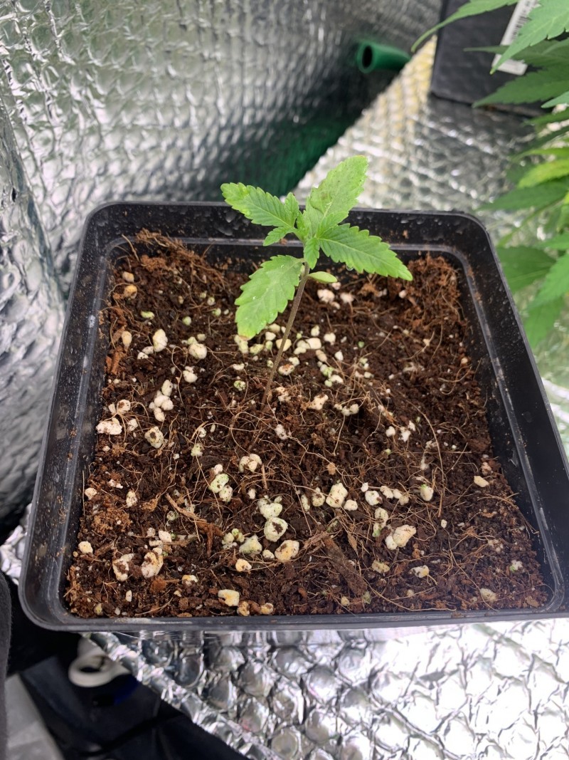 4EBF82DA-6BFF-41C9-87BD-E9A266C36610