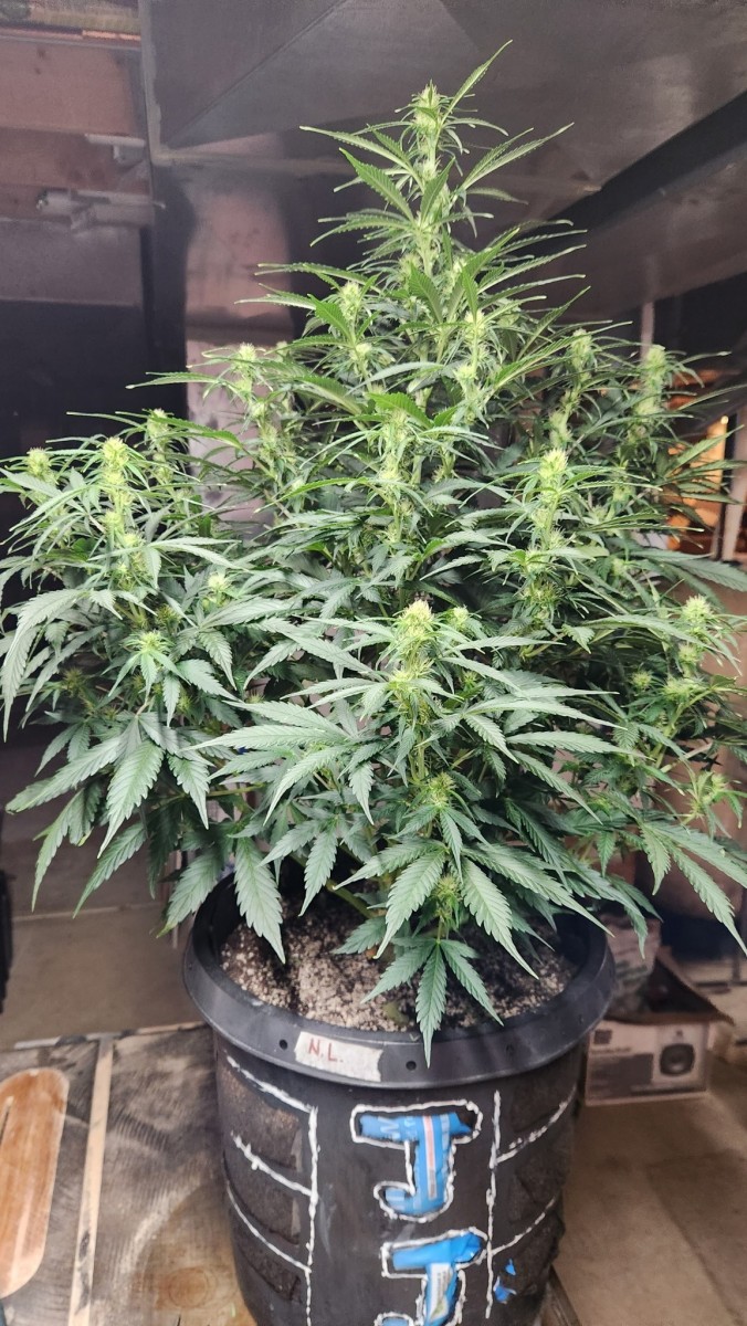 16786666138436128057564063261279