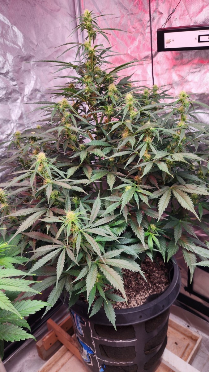 16787262088218588847010956196688