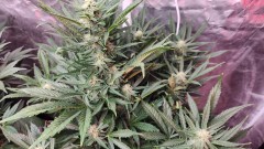 16787264916221497255517287409173