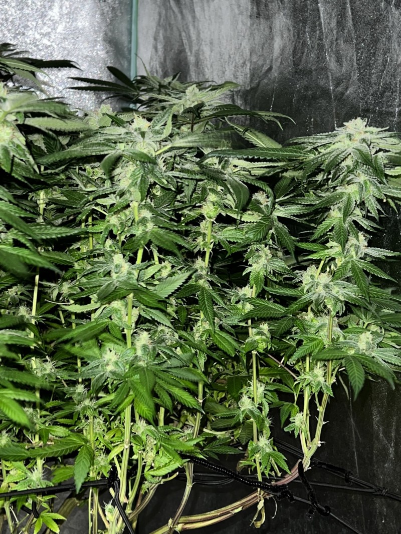 9AFE3E5F-0226-4D48-BC77-EBB7F584A650