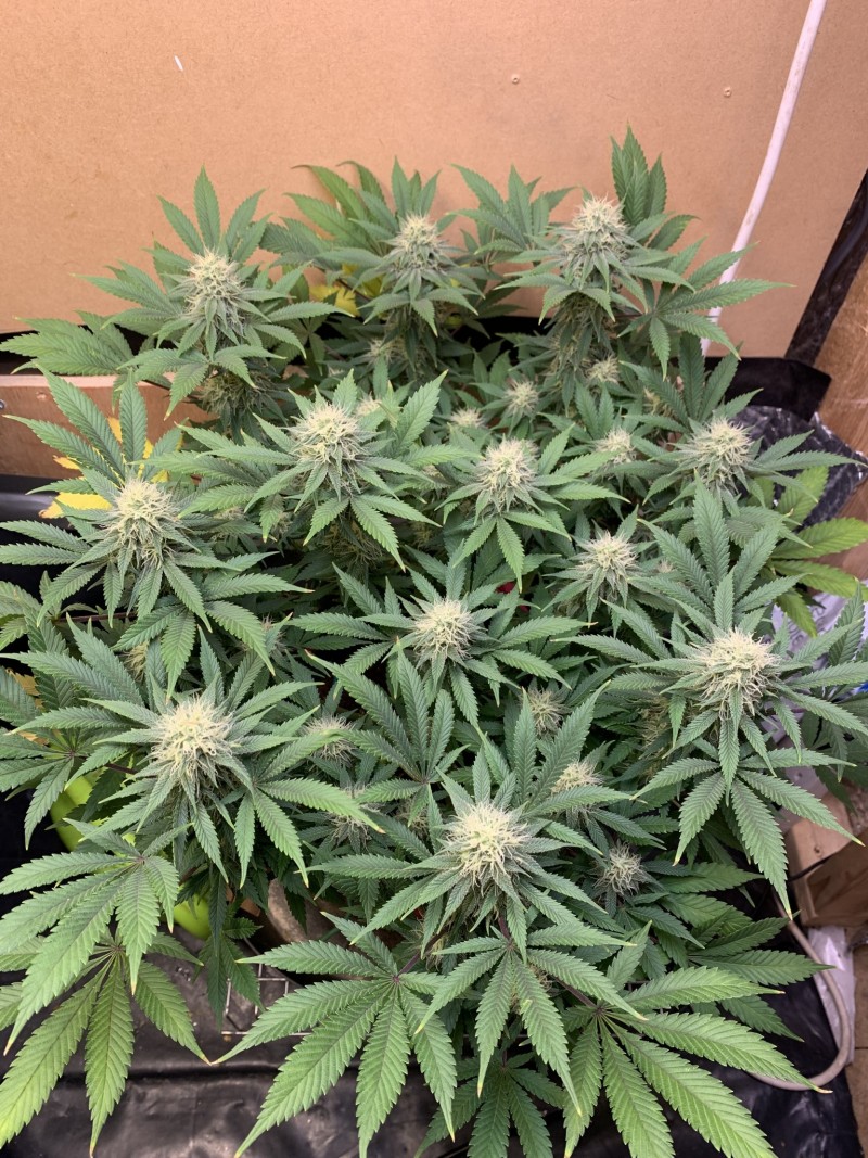 F22EE968-467A-4101-886F-8F04FA57F78C