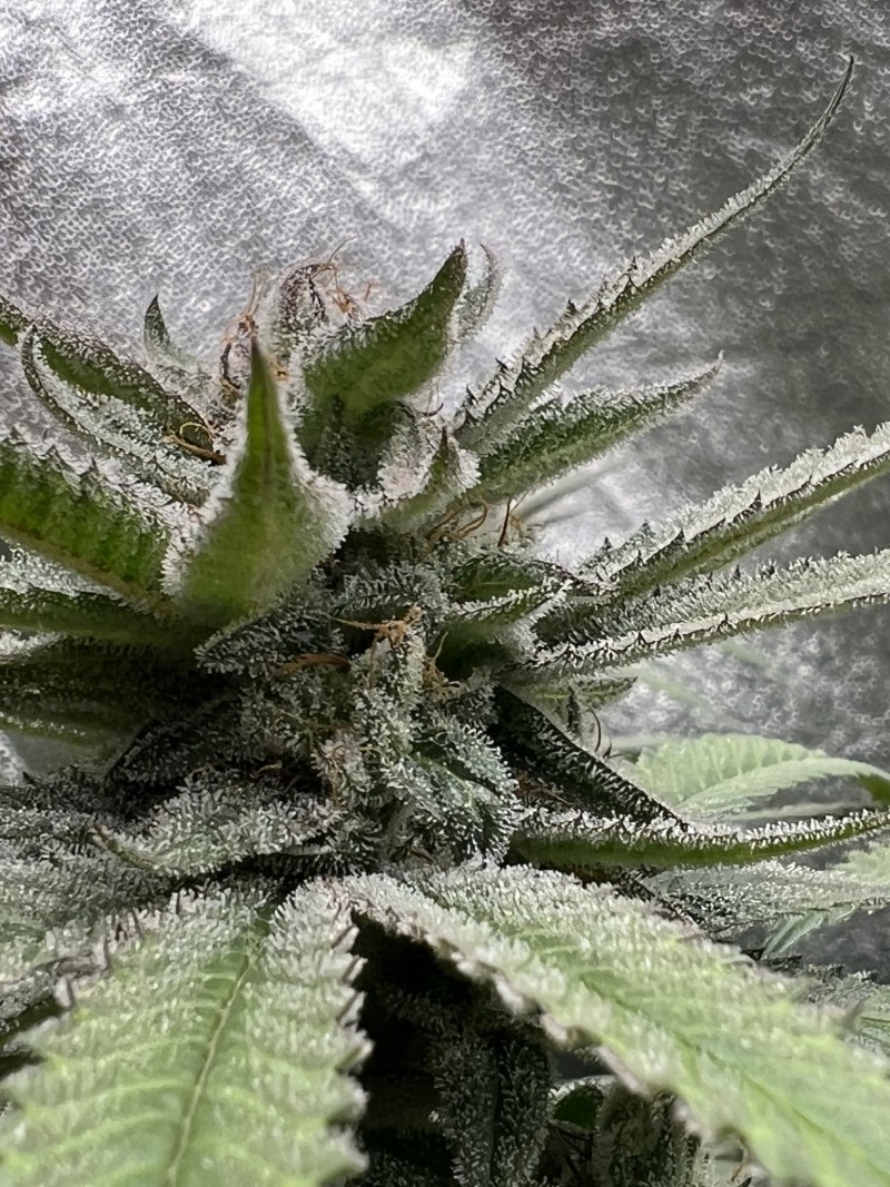 52054035-A001-4826-BE1C-1FB7F6ACABBC