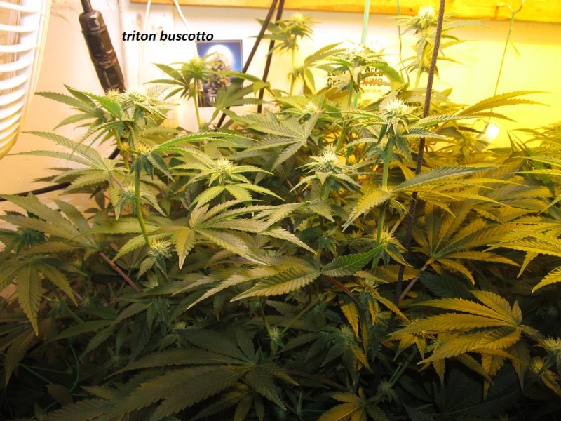 25 days bloom (2)