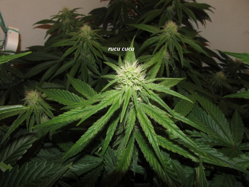 25 days bloom (11)