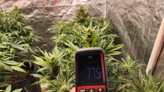 16791514549229146049267073149959