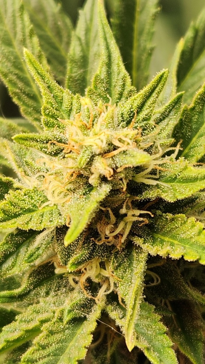 16791555538633843851527551572842