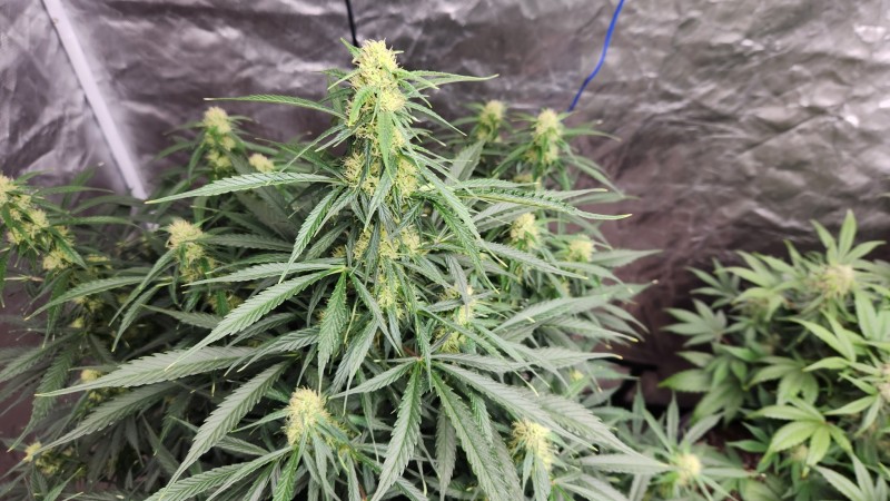 16793294742101555338420106176786