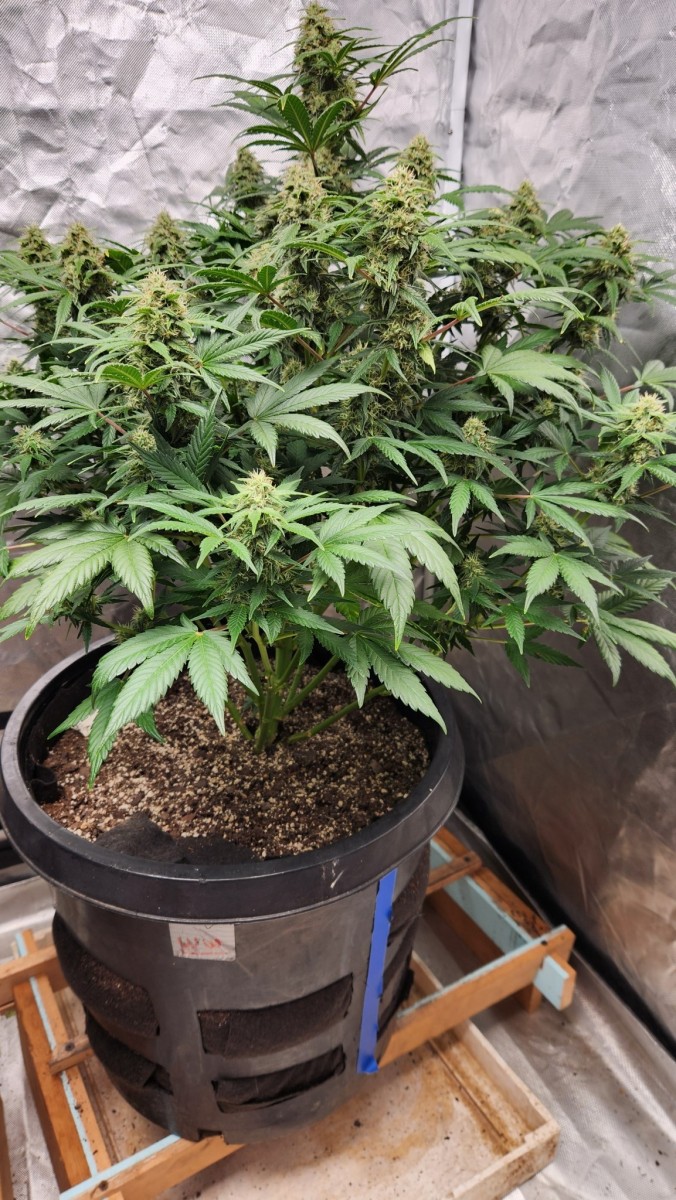 16793296216628743408357771173869