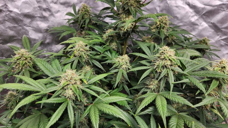 16793296554842389472934792708733