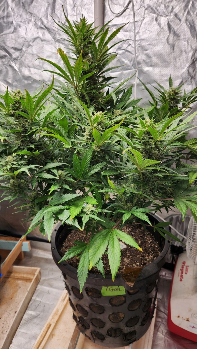 167932982948635355578405737004