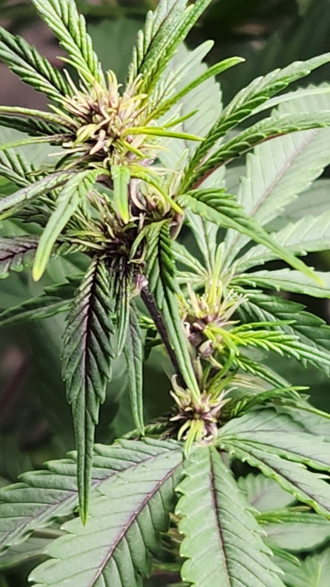 16793300208015970796961645182318