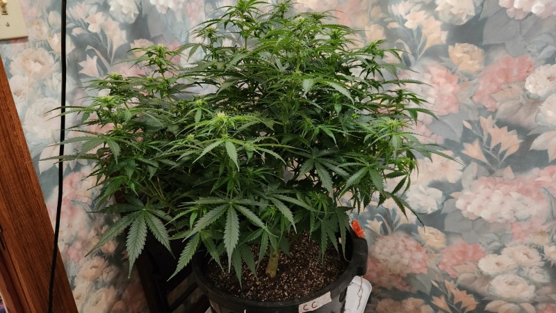 16793301064573535577405852527863