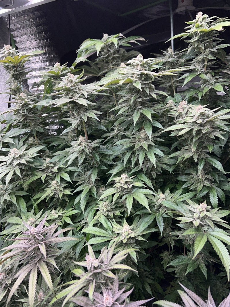 834BB0BB-02E1-4F6A-AEB9-0955F2DED0A7