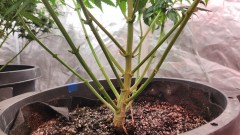 16795072778127330714659317798721