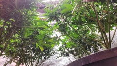 16795073242015719373717573988965