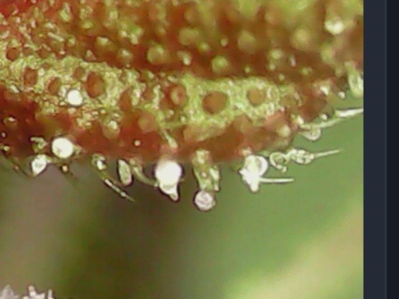 Screenshot_20230322_143159_Chrome