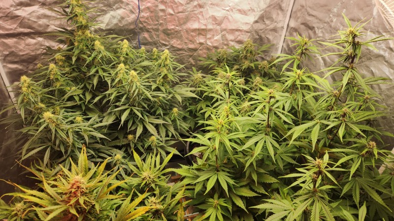 16795992480414993044451972676061