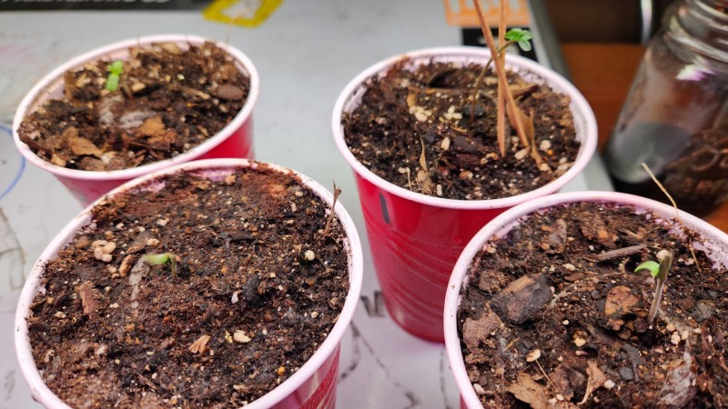 16796884487417659094361982835598