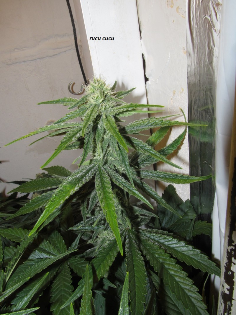 30days bloom (13)