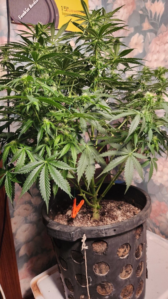 16799267856032265121118040318281