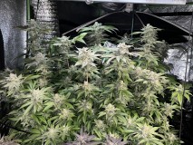 47CAD6B6-647D-4AA9-A007-AAC504562324