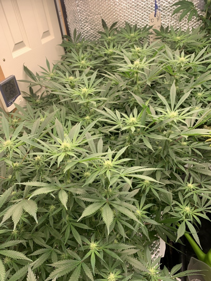 060CAAC5-196A-4D24-9A7B-E6329E7F459D