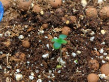 16820104654523898076611328236777