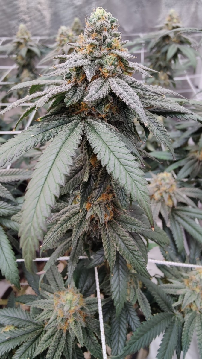 Chop Chop Muddafackaz