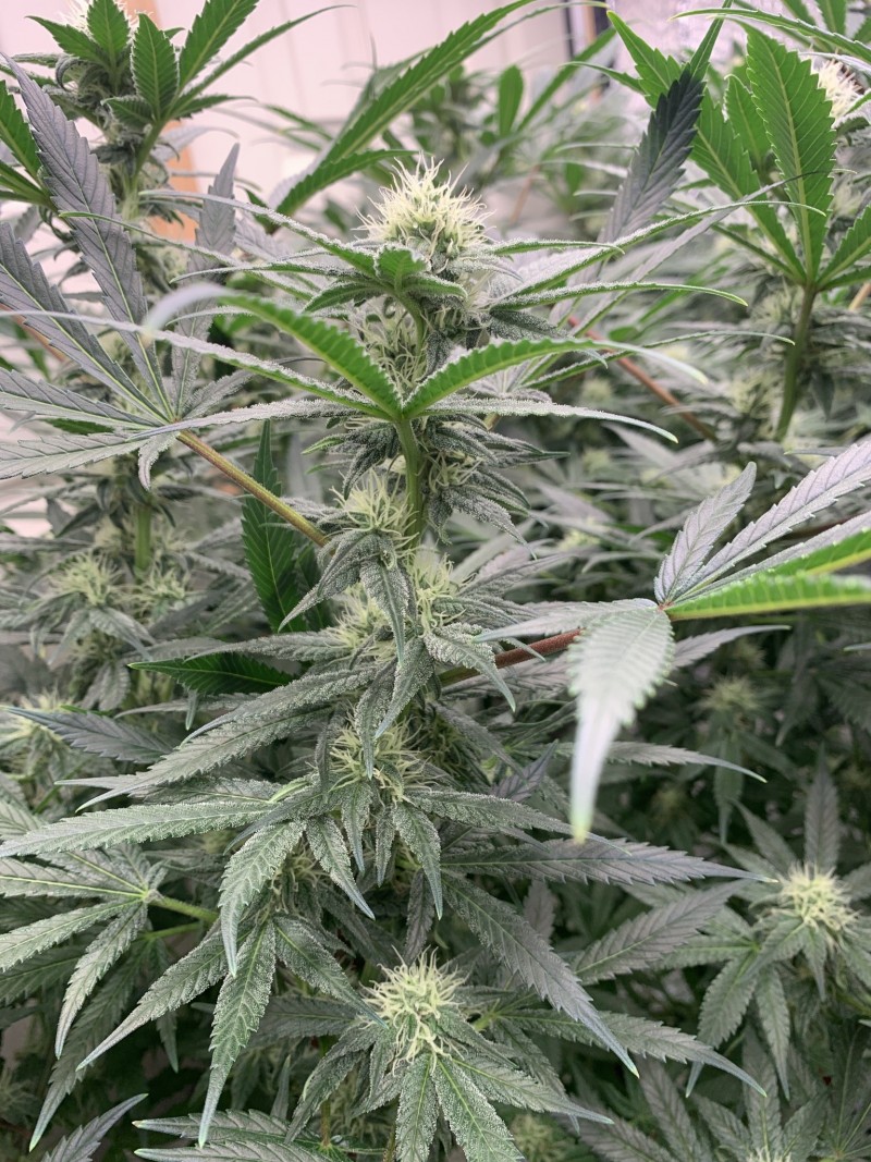 9BB79D3B-2DD1-4838-AFE7-84377F2D873E