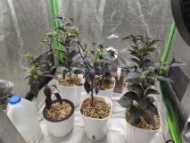 16829405624146610150871418095066