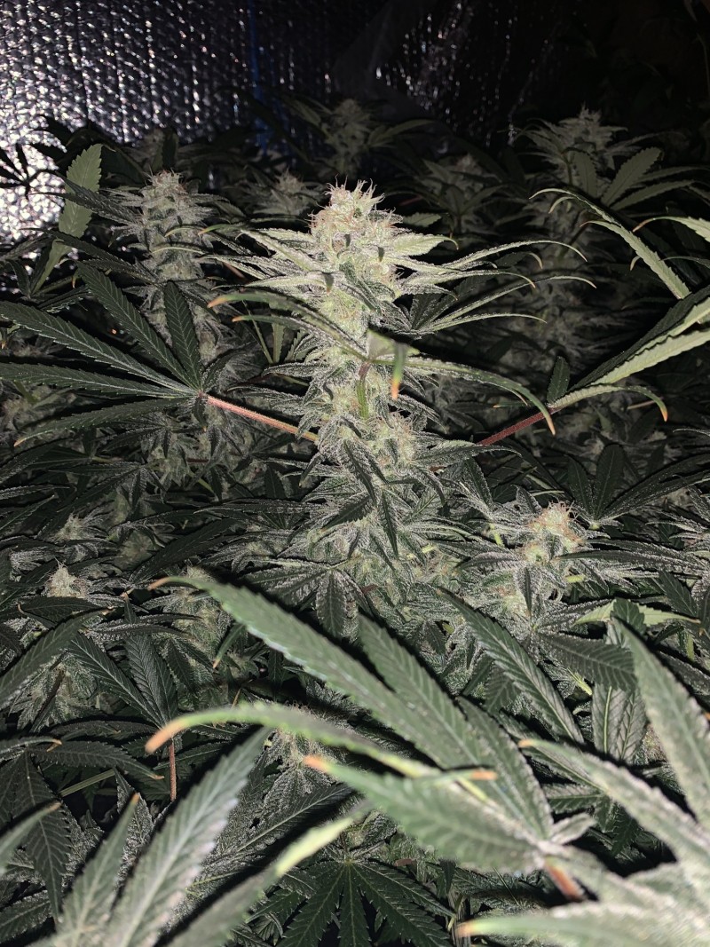 12D493C0-7FC5-4D74-AE60-F387D4C0EF02