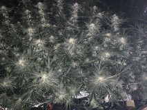 C32E466D-DA6B-43ED-9745-EFFF0973CFF2