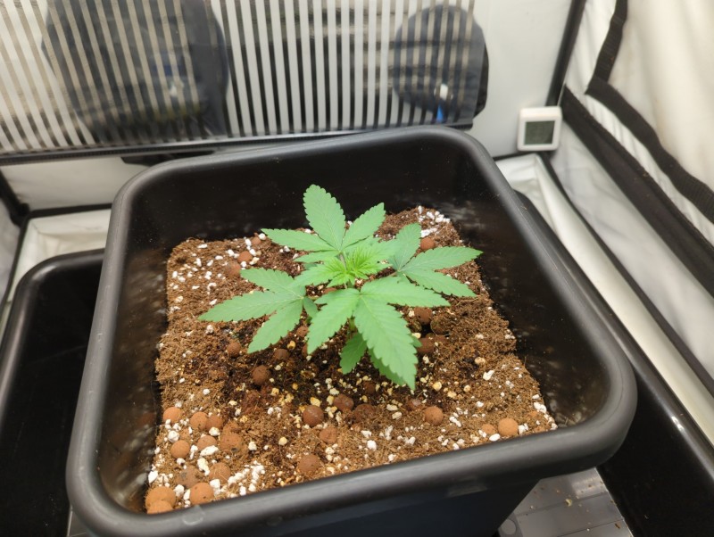 16837401471158174999395185873510