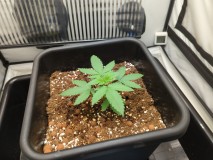 16837401471158174999395185873510