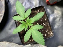 A8913048-59A2-4D97-9079-9B395FC1D859