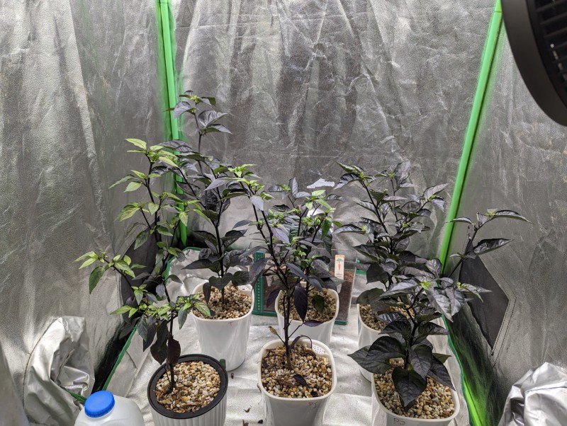 PXL_20230512_163200425