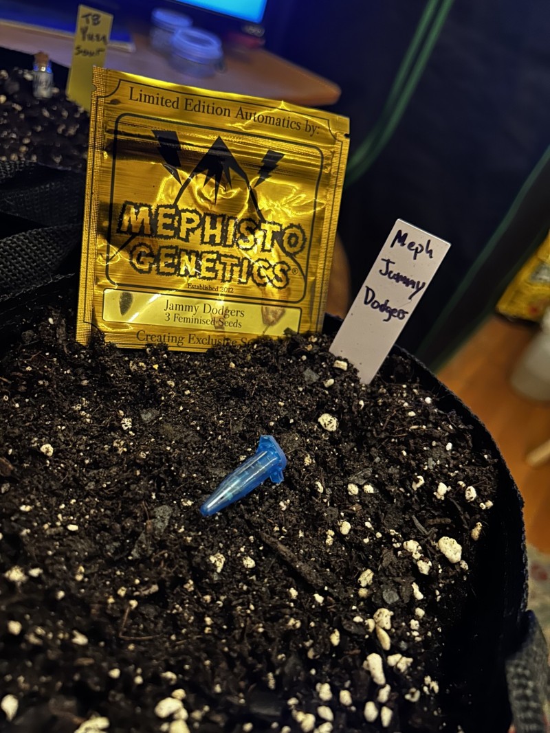 Mephisto jammy dodgers drop may 16 2013