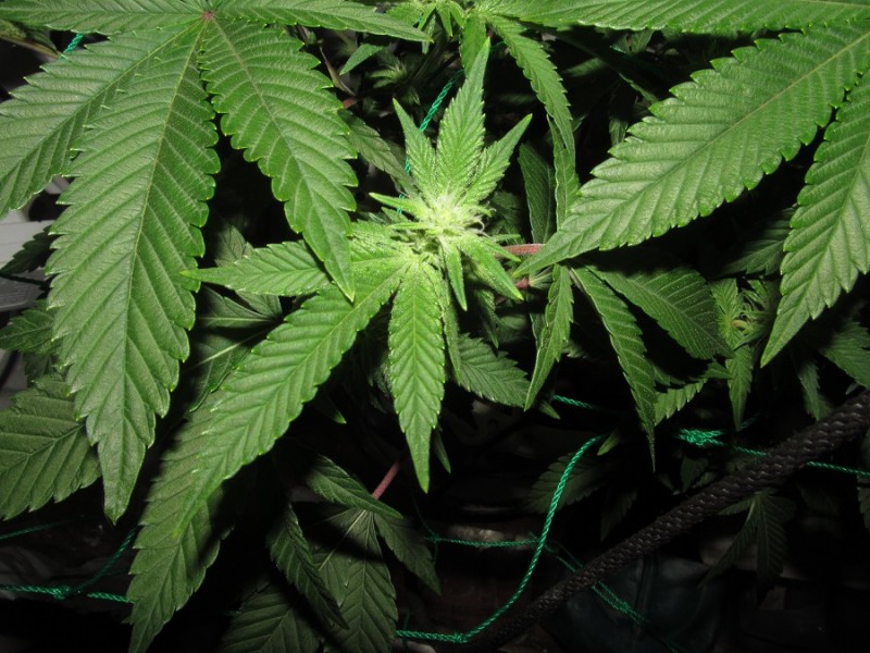 23days bloom on 23rd (3)